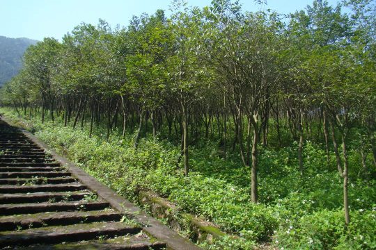 中央财政补 8.56 亿元！广东国土绿化项目入选全国 10 强 守护大湾区西部生态(图2)