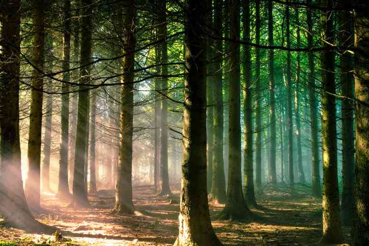 三部门联合印发《关于金融支持林业高质量发展的通知》(图1) 三部门联合印发《关于金融支持林业高质量发展的通知》(图1)