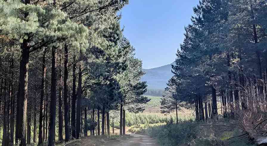 非洲林业投资新篇章:New Forests战略布局南非14,000公顷种植园(图1) 非洲林业投资新篇章:New Forests战略布局南非14,000公顷种植园(图1)