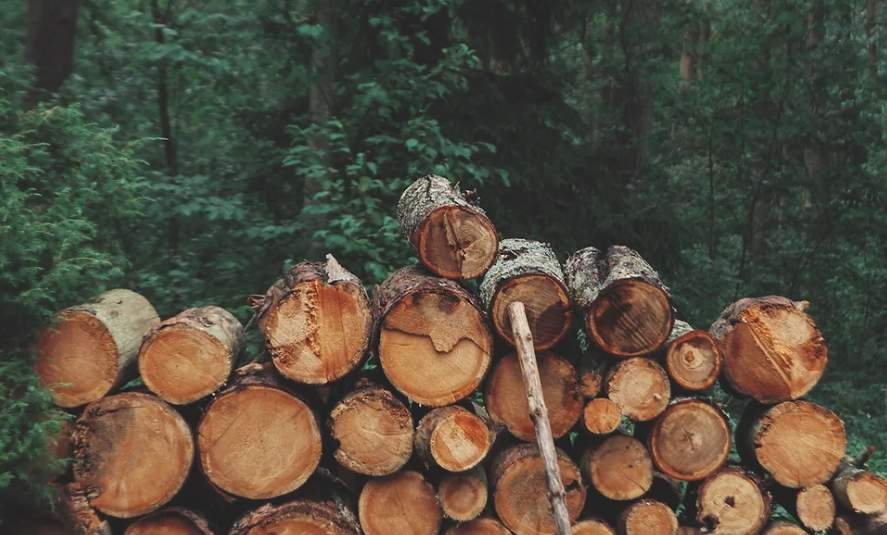 暴增1650%！木材借道越南在中国大赚，谁在闷声发大财？(图1)