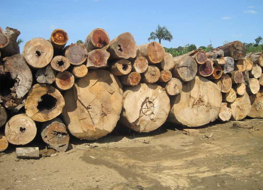 炸锅！多家木材厂陆续停产，员工集体休假！企业：订单都没了(图1)