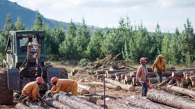 非洲林业投资新篇章:New Forests战略布局南非14,000公顷种植园(图2) 非洲林业投资新篇章:New Forests战略布局南非14,000公顷种植园(图2)