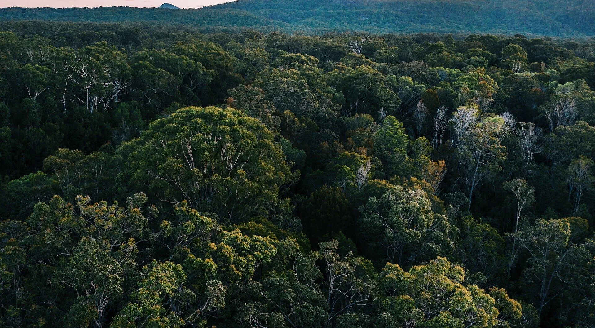 从伐木场到保护区:新州考拉公园如何解决每年数亿资金缺口?(图1) 从伐木场到保护区:新州考拉公园如何解决每年数亿资金缺口?(图1)
