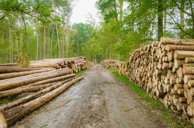 对中国出口几近减半后,将继续收紧木材出口?价格还要再涨?(图3) 对中国出口几近减半后,将继续收紧木材出口?价格还要再涨?(图3)