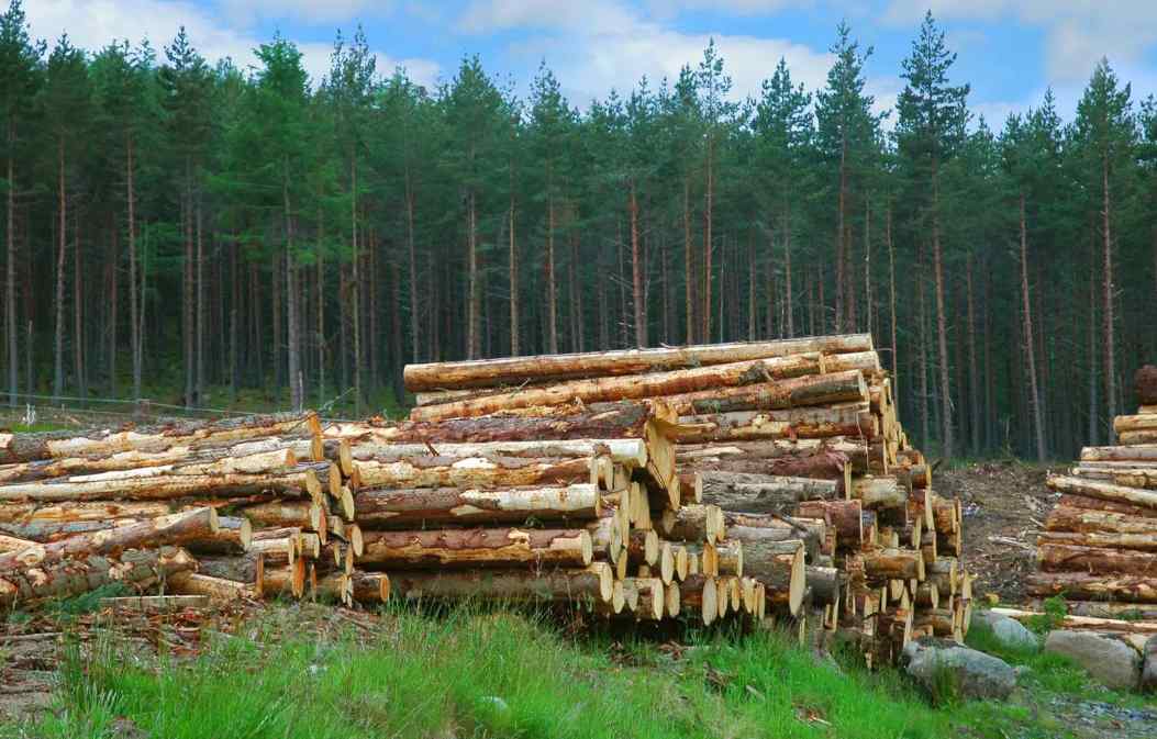 对中国出口几近减半后,将继续收紧木材出口?价格还要再涨?(图4) 对中国出口几近减半后,将继续收紧木材出口?价格还要再涨?(图4)