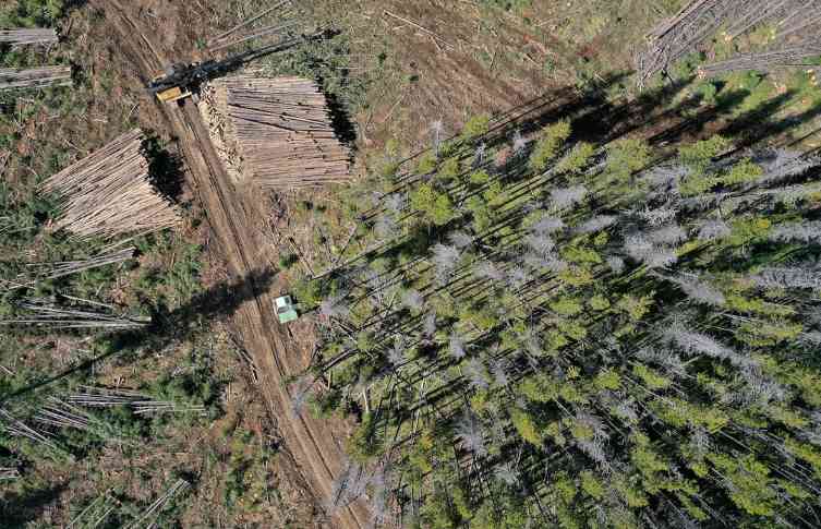 分析发现:多数林业公司未达到《零毁林法案》要求(图3) 分析发现:多数林业公司未达到《零毁林法案》要求(图3)