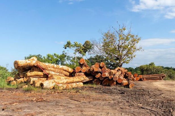 这地木材价格全线上涨，中国进口暴跌60%！(图1)