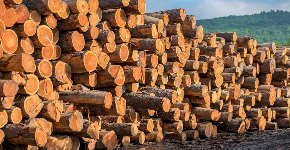 短期内木材价格面临上行压力(图1) 短期内木材价格面临上行压力(图1)