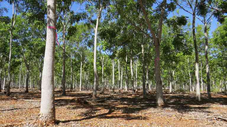 碳信用新方向：澳大利亚研究发现造林管理比保护更能固碳(图2)