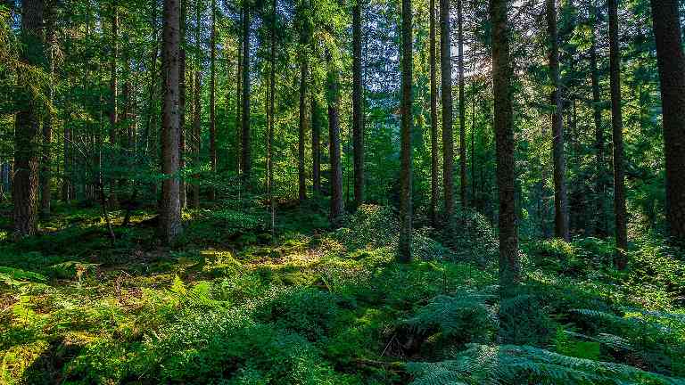 木材与能源的博弈:波兰林业政策走向何方?(图3) 木材与能源的博弈:波兰林业政策走向何方?(图3)