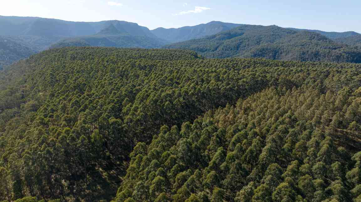 二十年树木:澳大利亚硬木产业如何破解时间与质量的平衡(图1) 二十年树木:澳大利亚硬木产业如何破解时间与质量的平衡(图1)