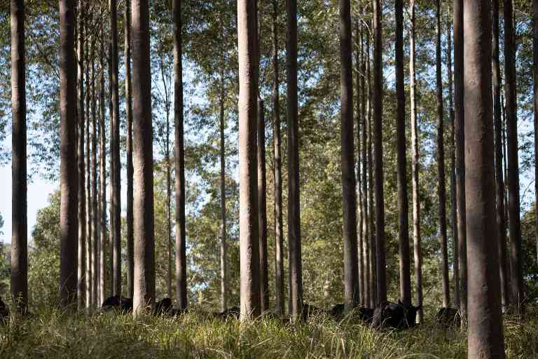 二十年树木:澳大利亚硬木产业如何破解时间与质量的平衡(图2) 二十年树木:澳大利亚硬木产业如何破解时间与质量的平衡(图2)