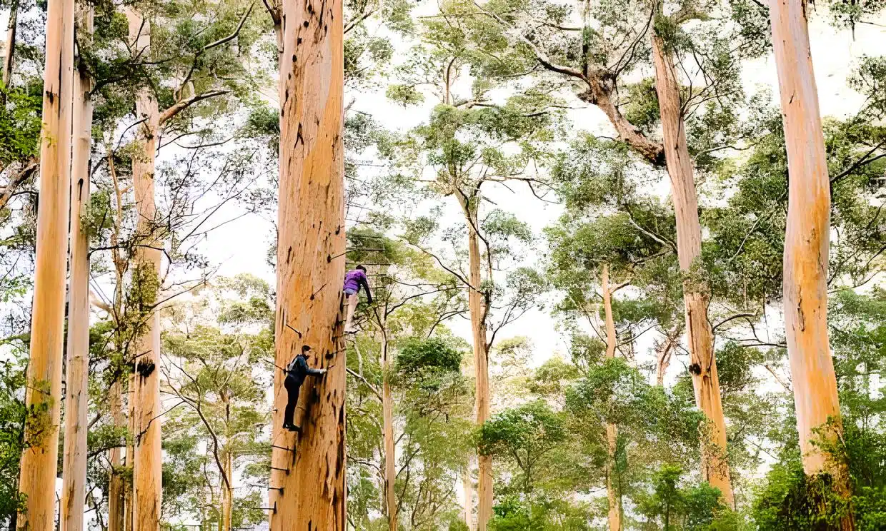 干旱与内涝才是元凶？新研究为红柳桉森林正名(图1)