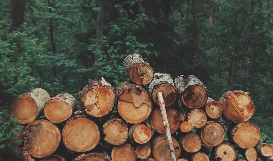 进口最高暴涨1650.8%！这地木材为何借道越南出口中国？(图3)