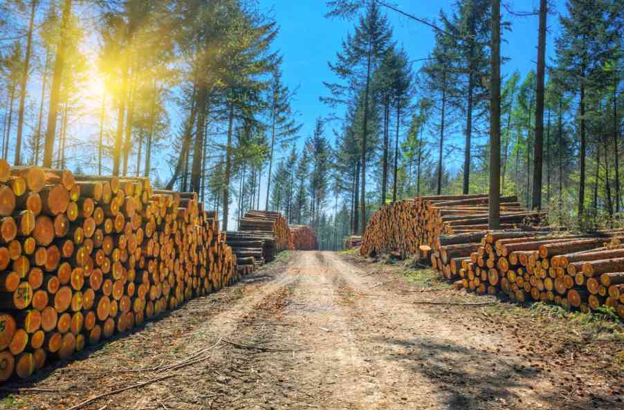 这地最新采伐数据披露：原木减少14%(图1)