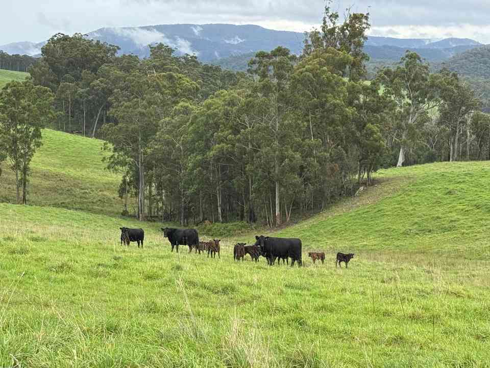 从林业到农业！New Forests 旗下 ANZLAFF 落子澳牛肉农场，全景观管理法赋能可持续投资(图1)