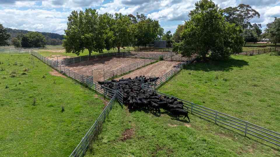 从林业到农业！New Forests 旗下 ANZLAFF 落子澳牛肉农场，全景观管理法赋能可持续投资(图3)