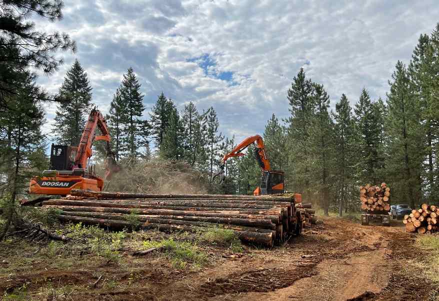 量缩价升!原木短缺、锯材过剩,中国买家如何破局?(图3) 量缩价升!原木短缺、锯材过剩,中国买家如何破局?(图3)