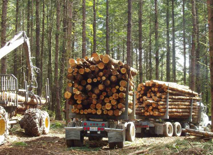 量缩价升!原木短缺、锯材过剩,中国买家如何破局?(图4) 量缩价升!原木短缺、锯材过剩,中国买家如何破局?(图4)