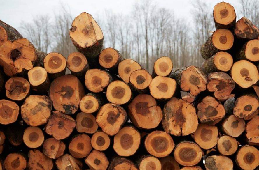 突发！木材期货价格大跌19.5%！(图3)