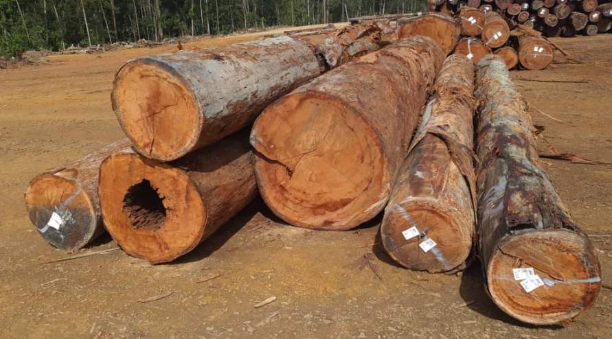 对中国木材出口大跌26%!马来西亚:坚决禁止原木出口(图2) 对中国木材出口大跌26%!马来西亚:坚决禁止原木出口(图2)