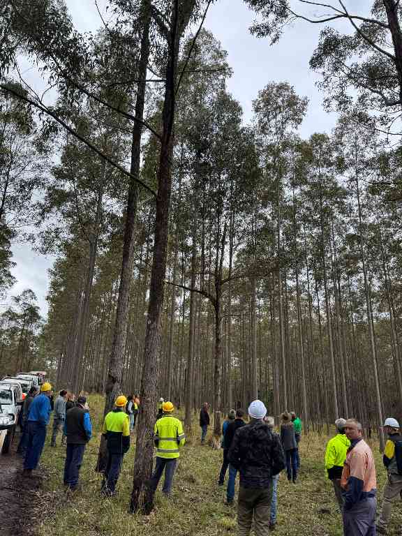 二十年种百万棵树！赫福德硬木开放基奥格尔种植园，议员、农民共庆林业里程碑(图4)