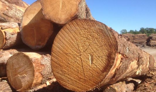 瑞典林业市场变动：Mellanskog 8 月下调硬木纸浆木、薪材底价(图1)