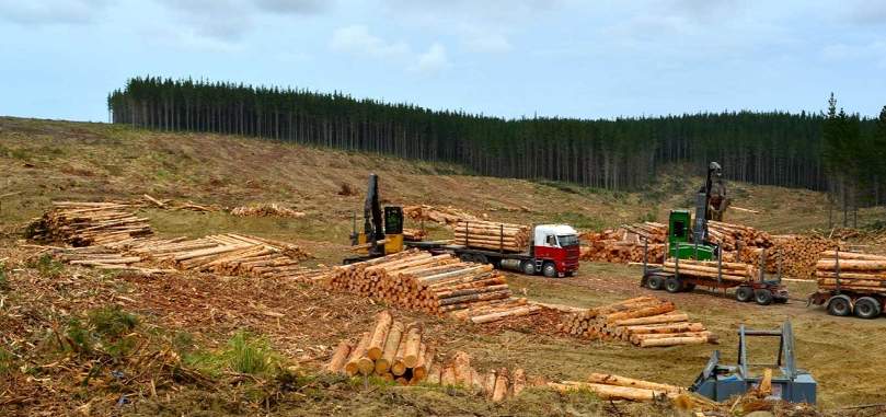 占中国56%的原木帝国，撑不住了？最大锯木厂宣告关闭！(图2)