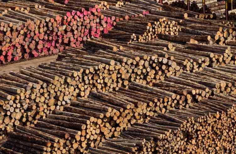 占中国56%的原木帝国，撑不住了？最大锯木厂宣告关闭！(图3)