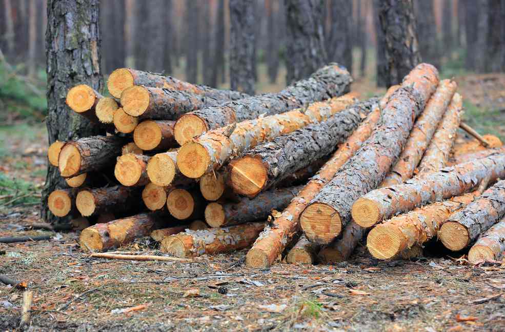 原木价格波动，这家木材巨头宣布调整产量！(图2)