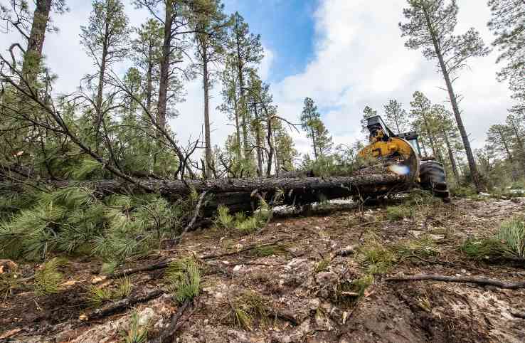 FSC认证不足，宜家等巨头的“美国制造梦”，恐因没木头黄了？(图3)