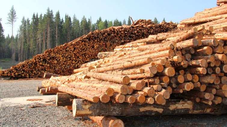 从Koskisen增长到Södra亏损：北欧木材业如何应对多重压力？(图2)