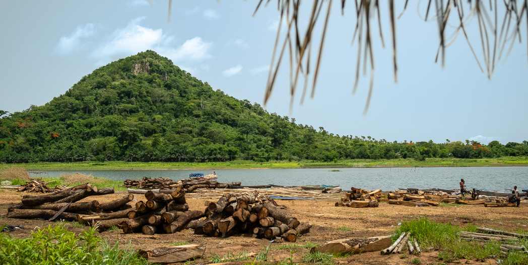 一张许可证，让木材畅通无阻？这个非洲国家做到了！(图3)