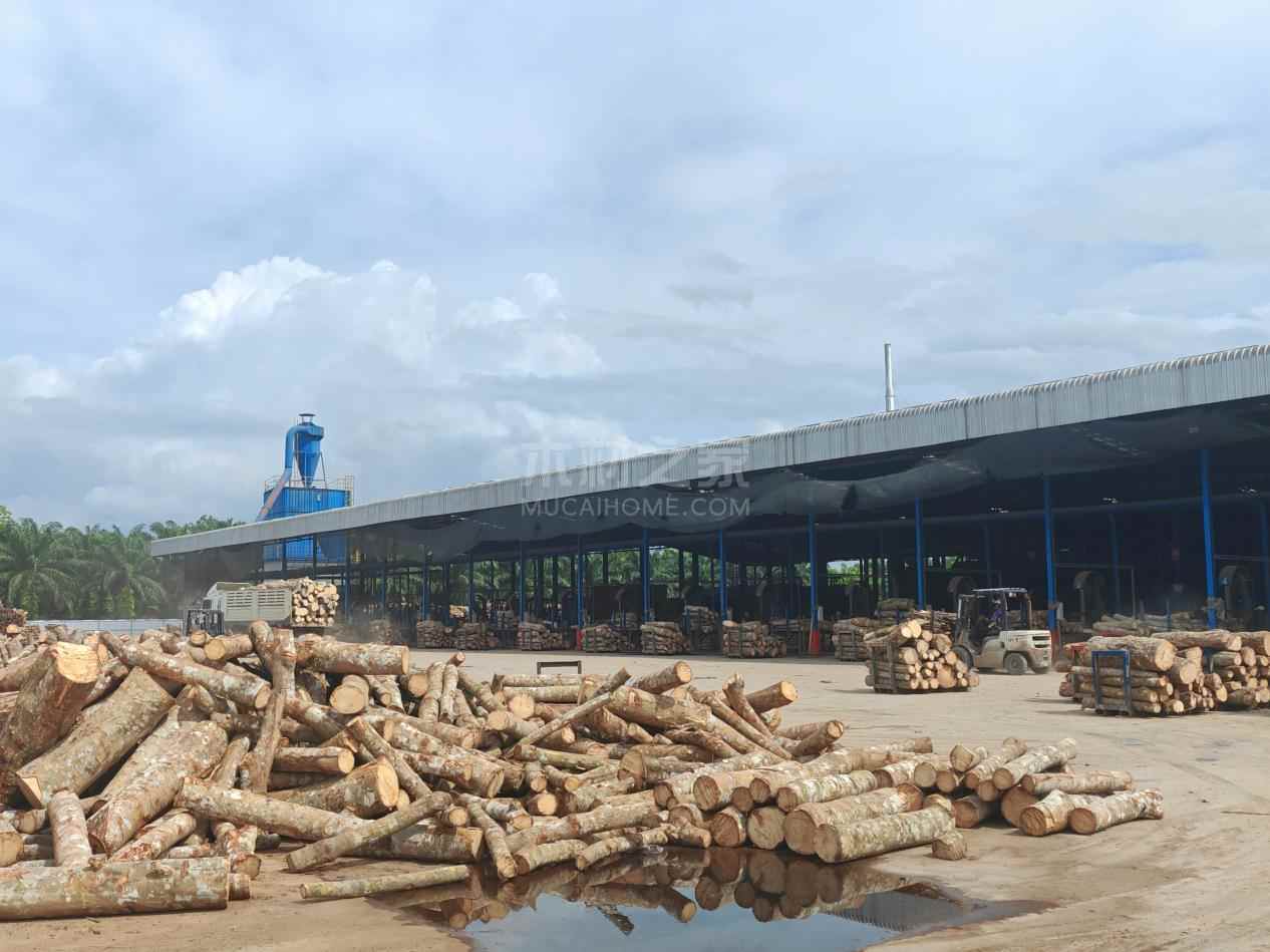 中国狂买！泰国橡胶木价格连涨！但工厂：货快没了，成本更愁人(图1)