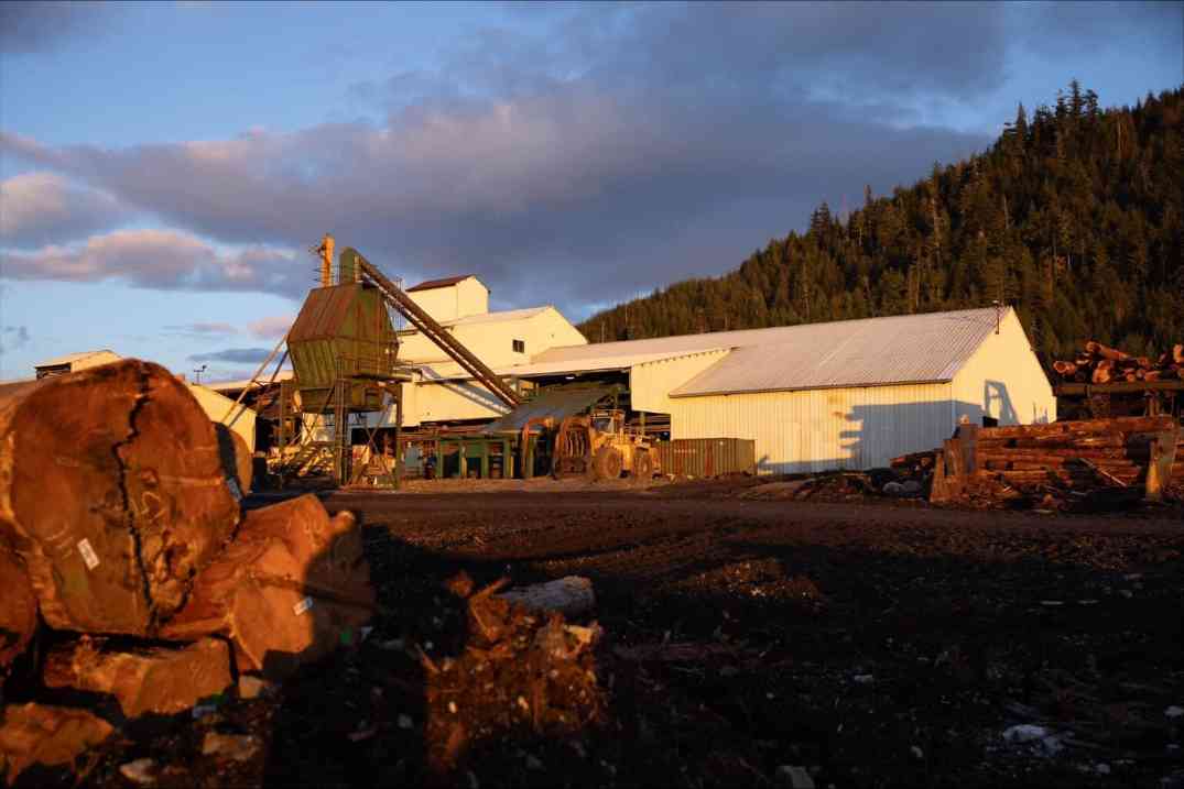 伐木限制+对华禁令双重打击:阿拉斯加锡特卡云杉短缺,施坦威钢琴供应告急(图2) 伐木限制+对华禁令双重打击:阿拉斯加锡特卡云杉短缺,施坦威钢琴供应告急(图2)