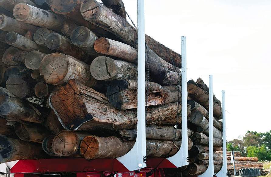 面向全州，这地1000万木材种植园补贴正在发放！(图1)