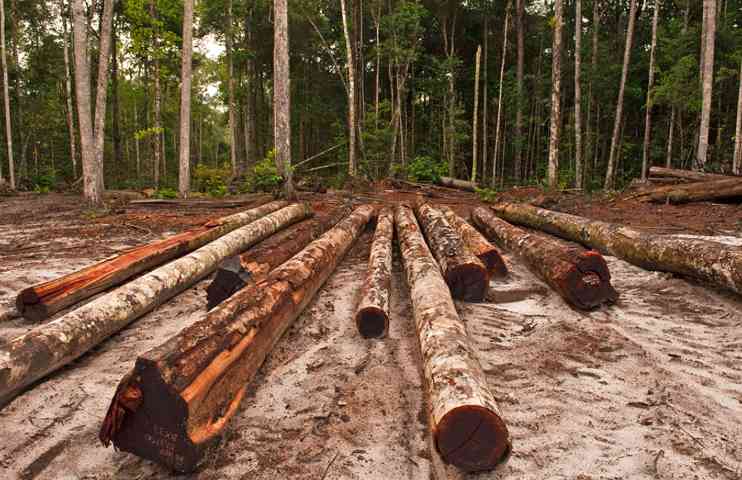 出口下滑22.9%,木材出口仍是关键支柱行业!(图3) 出口下滑22.9%,木材出口仍是关键支柱行业!(图3)