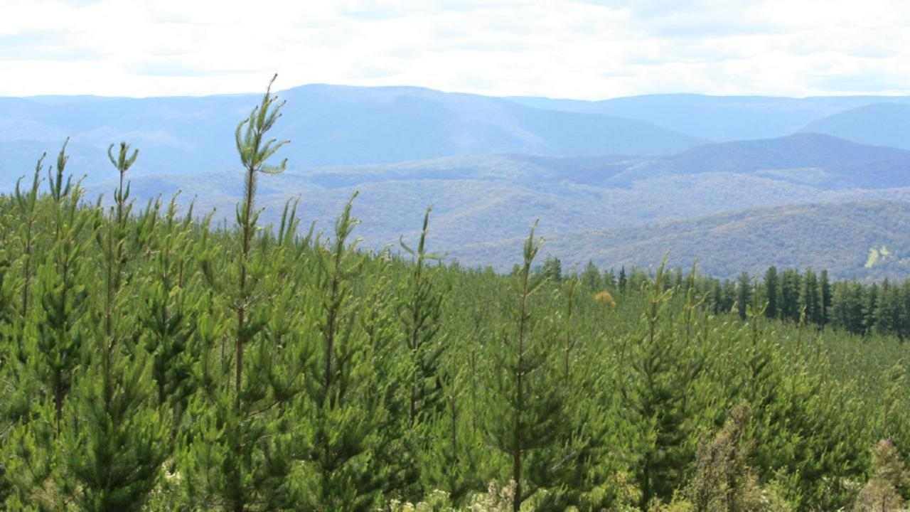 从 240 万到 1600 万棵树：维多利亚州千万投资开启林业发展新篇(图2)