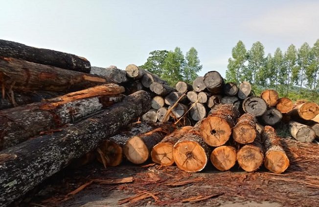 这地木材出口“大崩盘”!订单一夜消失,工厂被迫停工!(图2) 这地木材出口“大崩盘”!订单一夜消失,工厂被迫停工!(图2)