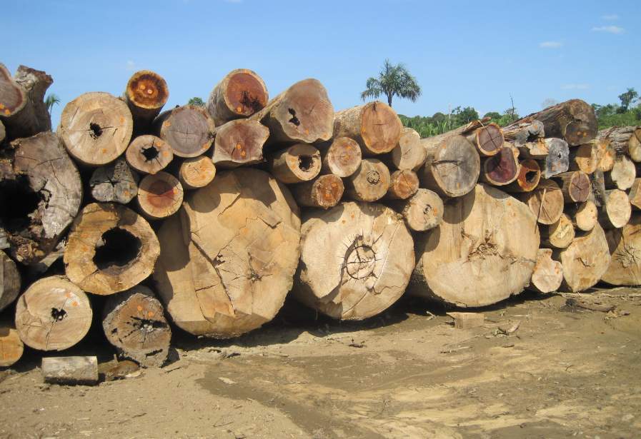 这地木材出口“大崩盘”!订单一夜消失,工厂被迫停工!(图1) 这地木材出口“大崩盘”!订单一夜消失,工厂被迫停工!(图1)