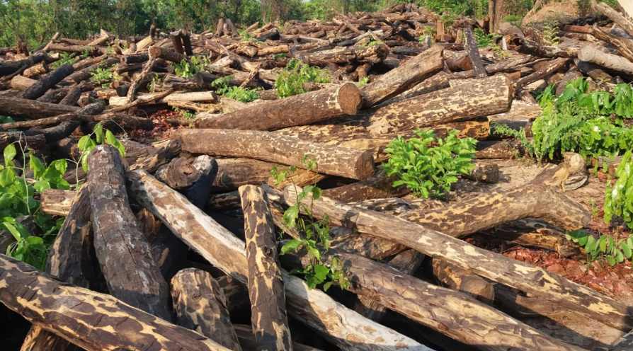 重创!一木材大厂濒临倒闭!超800人面临失业,当地:绝不坐视不管(图1) 重创!一木材大厂濒临倒闭!超800人面临失业,当地:绝不坐视不管(图1)
