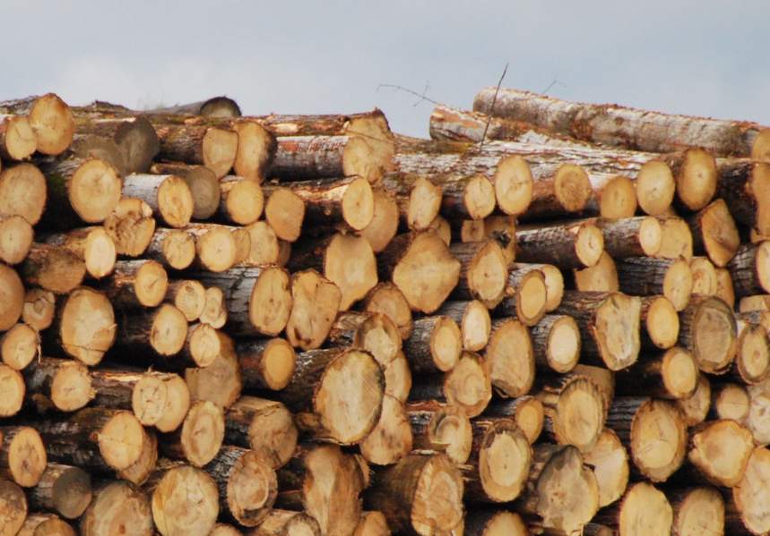 遭遇西方“围堵”，这地通过期货工具实现木材交易量达230万m³(图1)