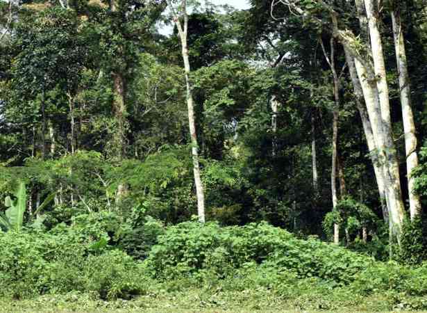 37.2万亿VS 0.3%！非洲国家坐拥“摇钱树”，为何却只拿零头？(图1)