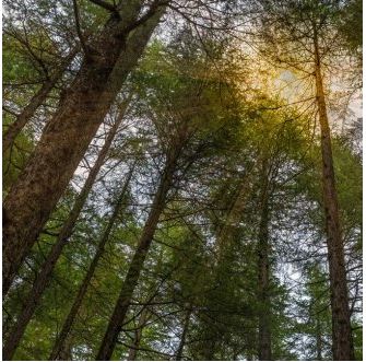 17.3万英亩林地易主!Greif以4.62亿美元出售Soterra,收益将用于债务偿还(图1) 17.3万英亩林地易主!Greif以4.62亿美元出售Soterra,收益将用于债务偿还(图1)