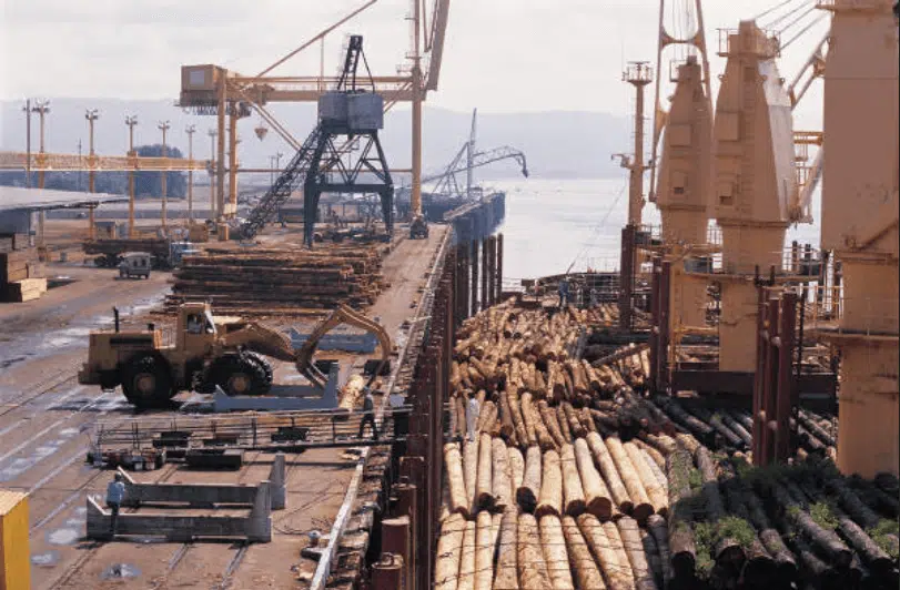 木材逆袭记：欧盟森林凭什么撑起绿色经济半壁江山？(图1)