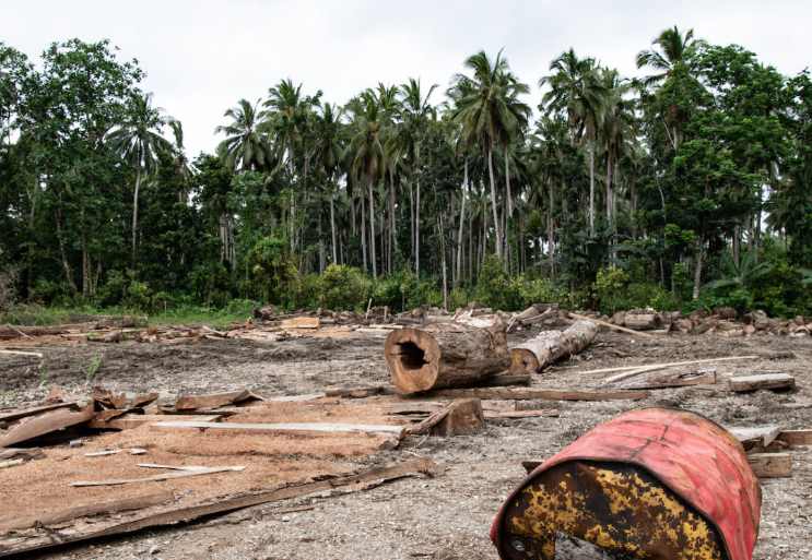 从“木头直接卖”到“技术一起赚”!所罗门参与“中国林业课”!(图3) 从“木头直接卖”到“技术一起赚”!所罗门参与“中国林业课”!(图3)