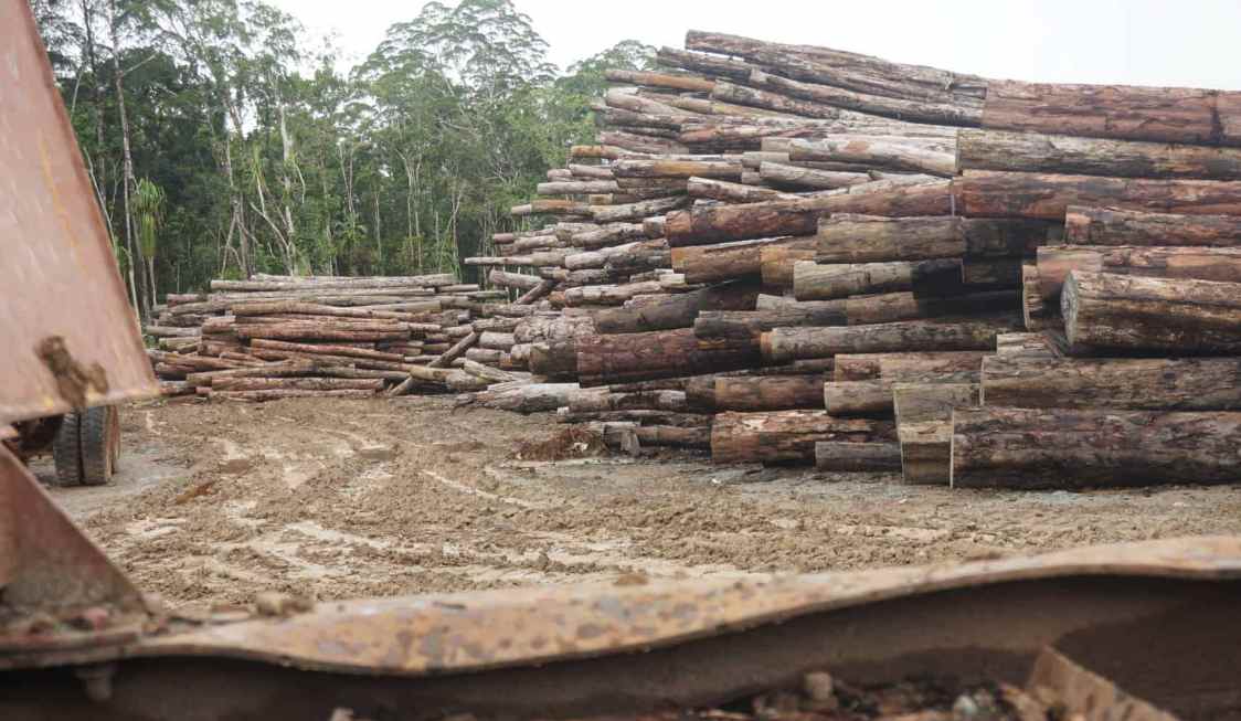 从“木头直接卖”到“技术一起赚”!所罗门参与“中国林业课”!(图4) 从“木头直接卖”到“技术一起赚”!所罗门参与“中国林业课”!(图4)