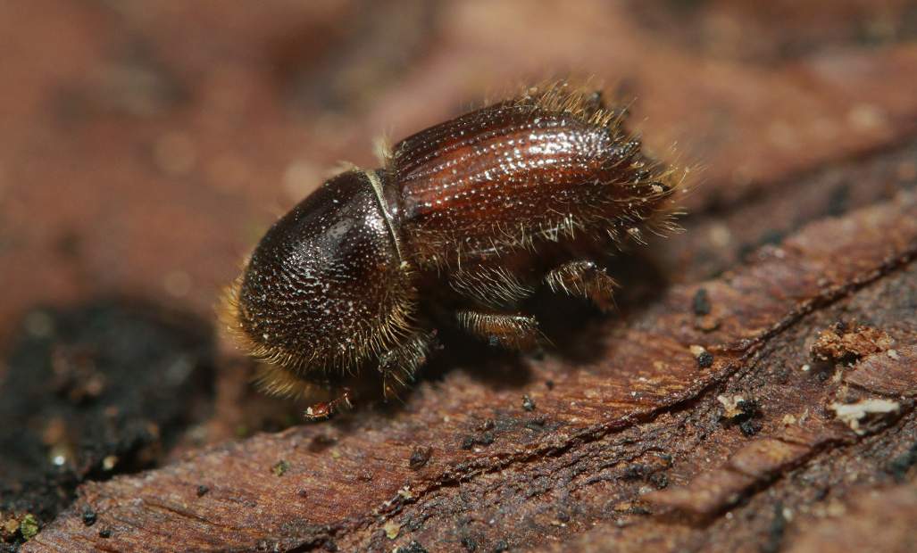 这款木材，在国外价格“疯涨”，国内却暂停进口？(图2)