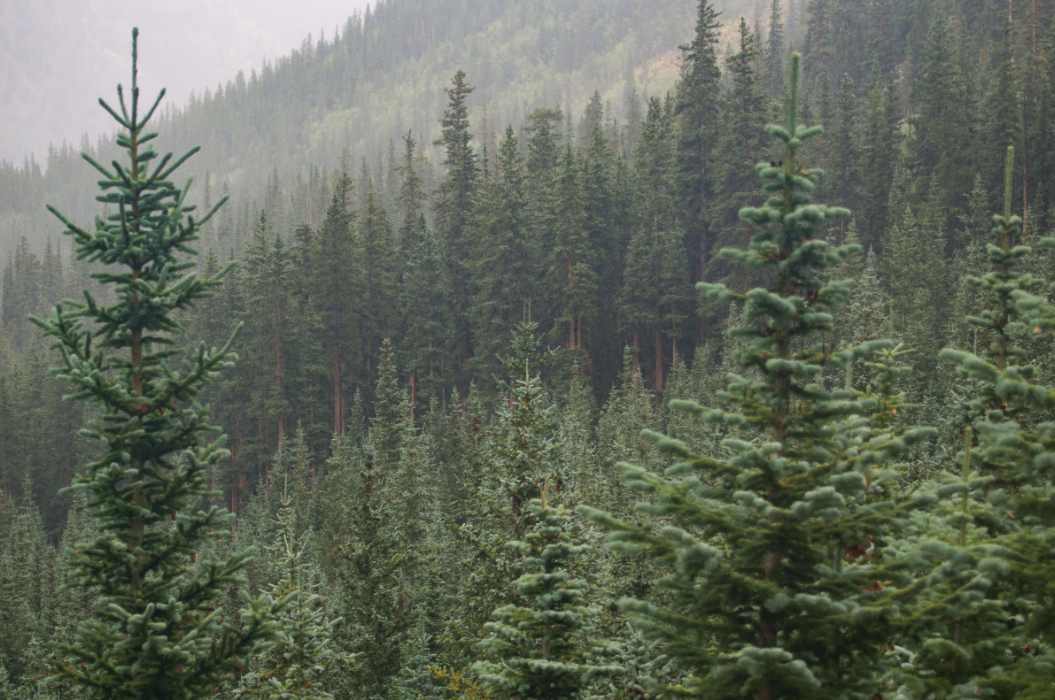 这款木材，在国外价格“疯涨”，国内却暂停进口？(图3)