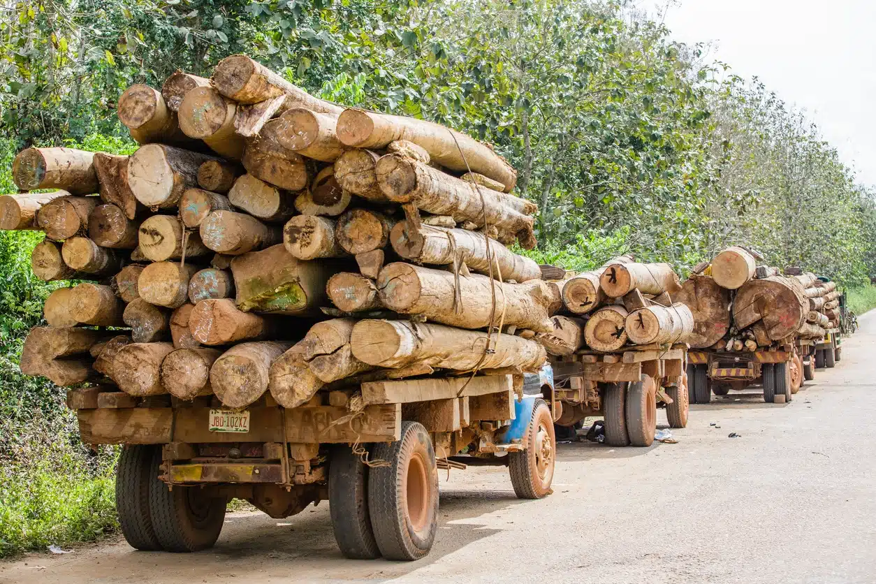 从燃料到高楼：木材循环利用如何撑起未来城市？(图2)